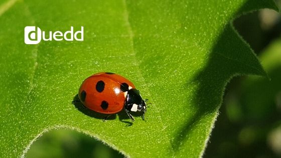 Coccinelle: amiche dell' uomo e della natura