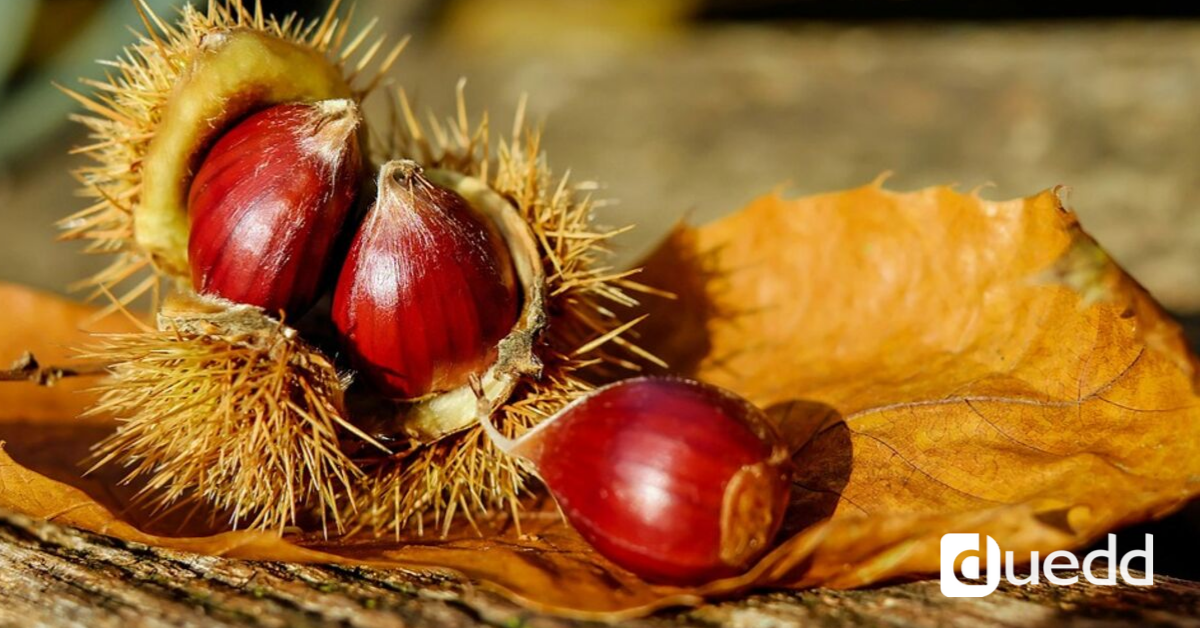 Tutto quello che non sai sulle castagne