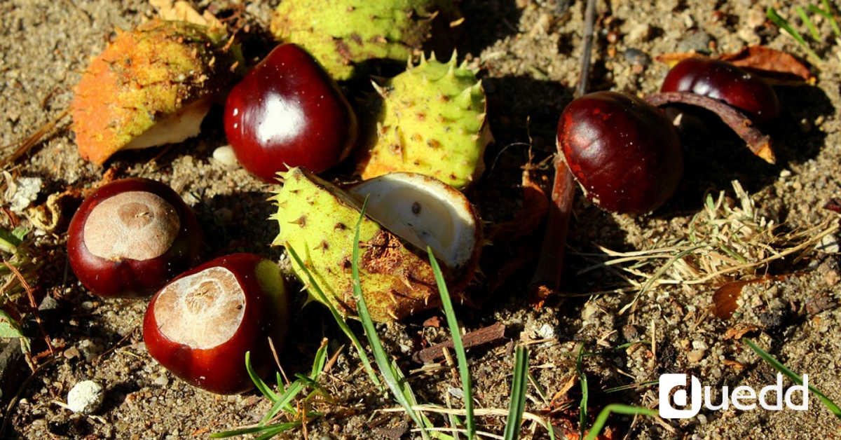 La castagna matta