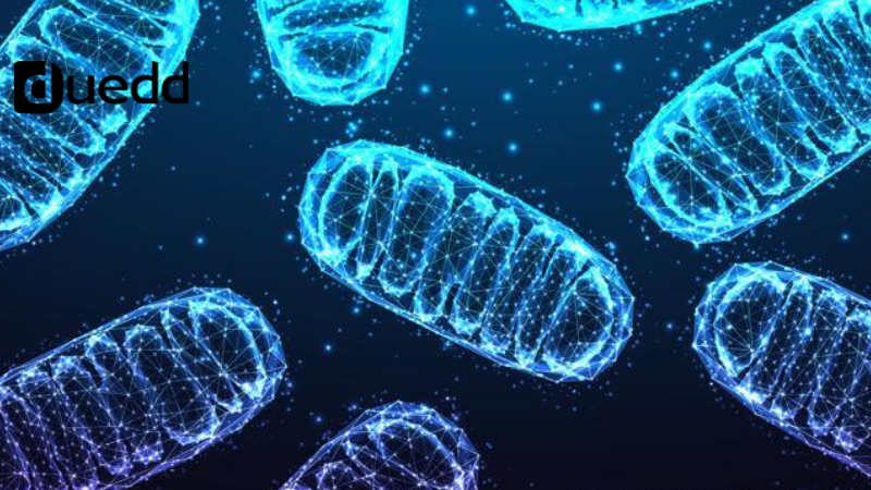 Mitocondri e Invecchiamento: il ruolo nascosto della centrale energetica cellulare