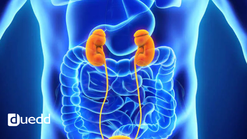 Biochimica del rene: come i mitocondri regolano metabolismo e detossificazione