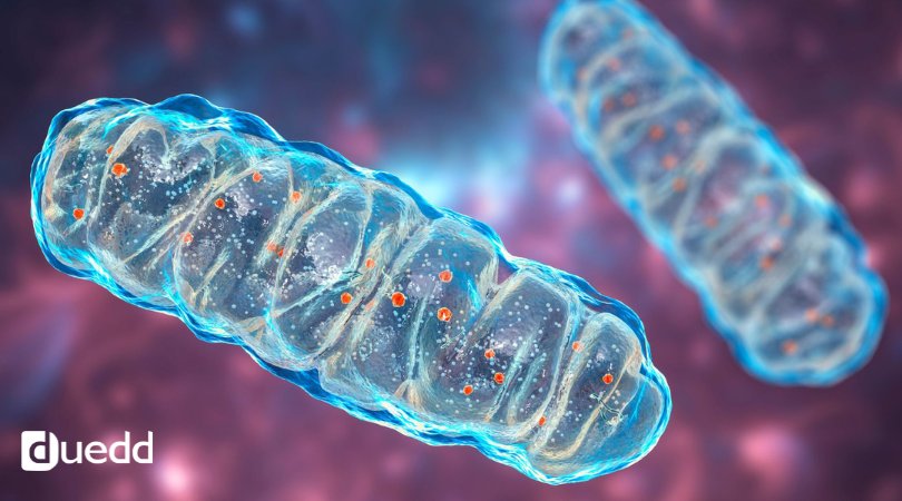 Perché ci sentiamo stanchi? La vera biochimica della fatica
