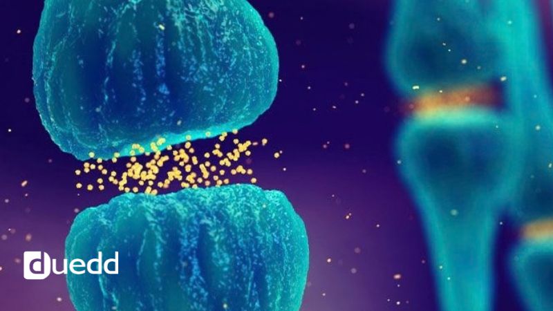 Citicolina, memoria e funzioni cognitive: cosa succede nel cervello