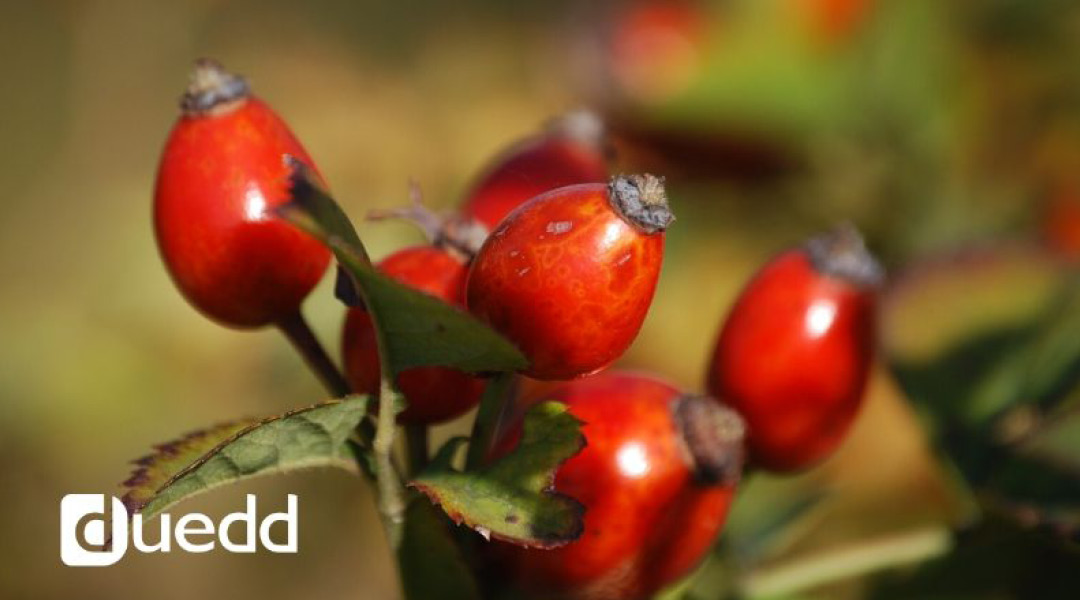 Rosa canina: il braccio destro del sistema immunitario 